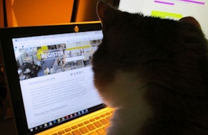 cat-looking-at-laptop.jpg