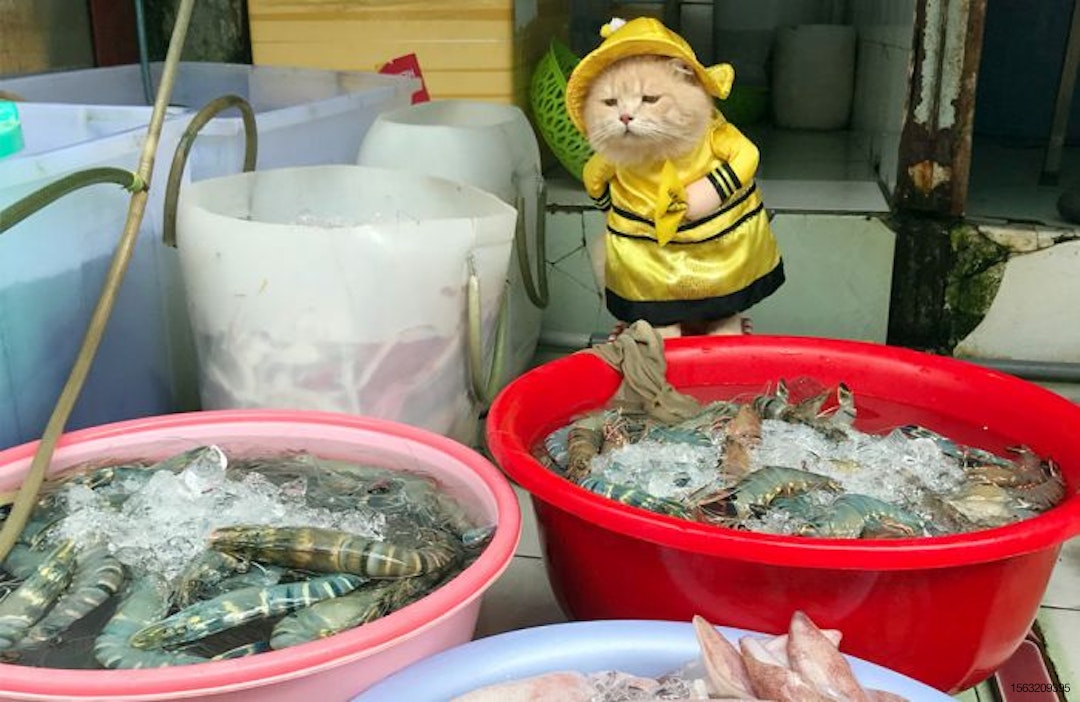 cho-vietnam-fisher-cat2
