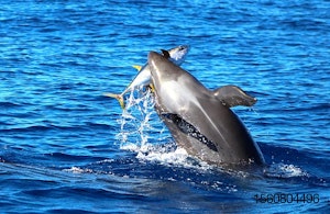 dolphin-tuna-fish-ocean.jpg