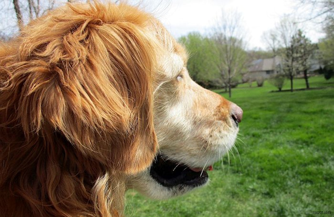 golden-retriever-dog-staring-off-into-distance.jpg