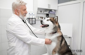 veterinarian-examines-husky-dog-in office