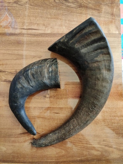 AL-Haneef-Handicraft-Dog-Chew-Buffalo-Horns