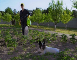 Boston-Terrier-laying-garden-owner1
