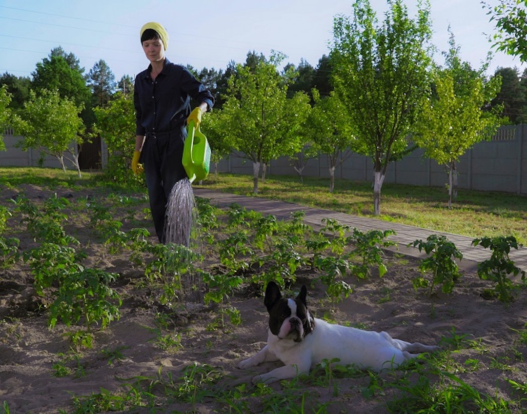 Boston-Terrier-laying-garden-owner1