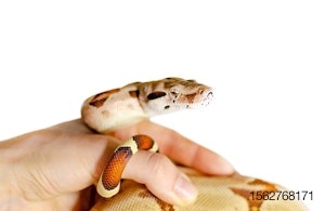 hand-holds-boa-snake-reptile.jpg
