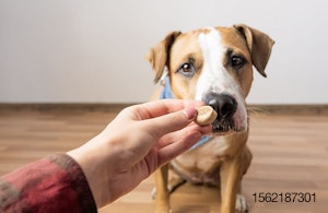 hand-offers-treat-staffordshire-terrier-dog.jpg