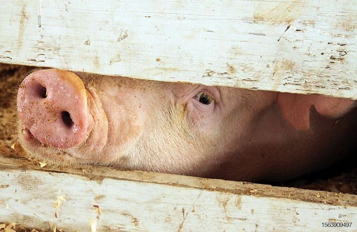 Pig looks through fence.