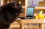 hamster-on-computer
