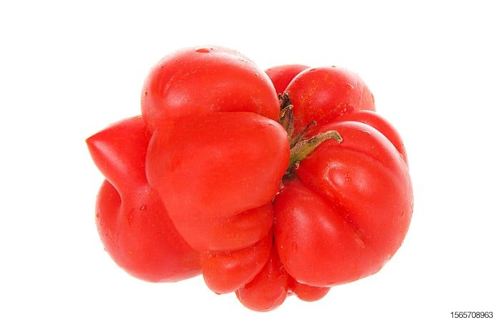 mutant-tomato-malformed-fruit-upcycle.jpg