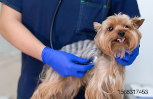 Yorkshire-Terrier-dog-vet-veterinarian.jpg