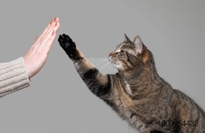 cat-giving-you-the-paw