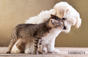 kitten-puppy-cudddling