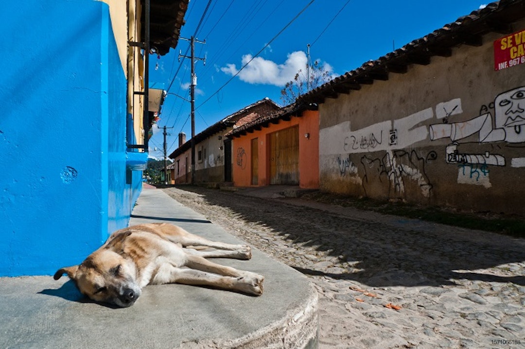 Mexican-street-dog