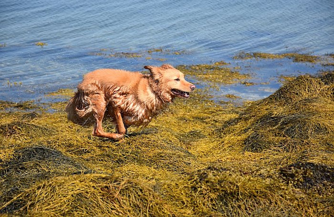 Retriever-Dog-Run-seaweed-ocean.jpg