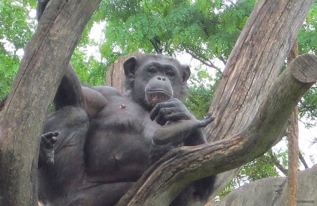 chimpanzee-sitting-tree.jpg