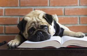 dog-with-book