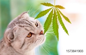 cat-CBD-cannabis-marijuana-leaf.jpg