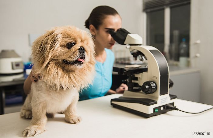 dog-microscope-doctor-laboratory-veterinarian.jpg