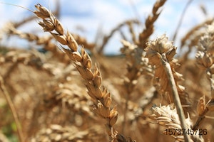 wheat-field-pet-food