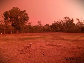 dog-newsouthwales-bushfire