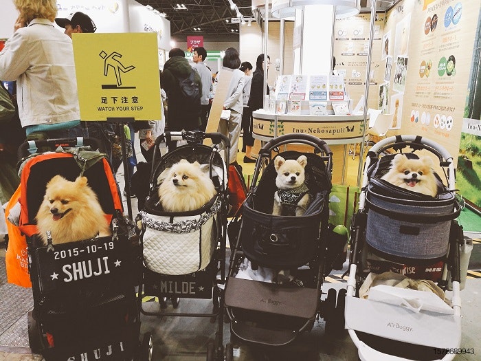 japan-small-dogs