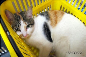cat-in-yellow-basket