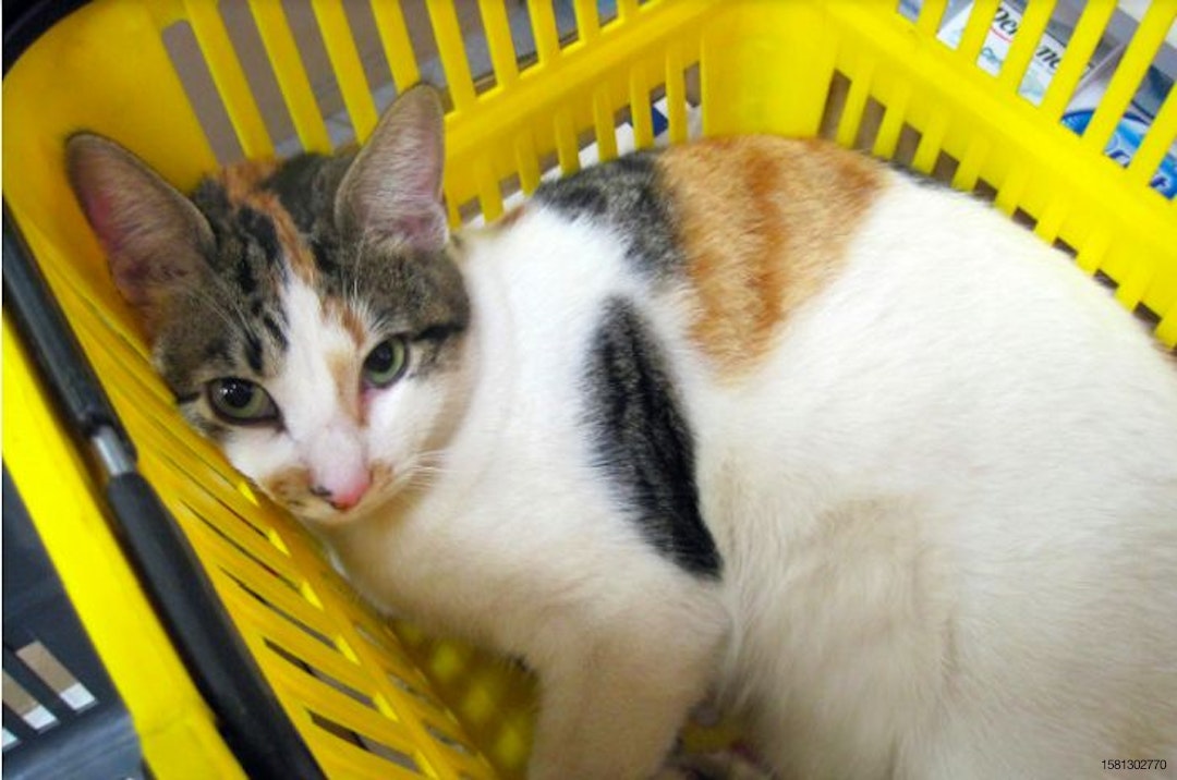 cat-in-yellow-basket