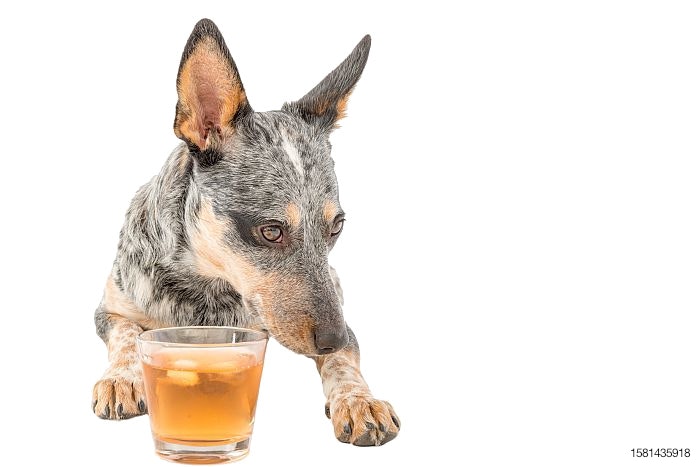 blue-heeler-dog-with-glass-scotch-whiskey-liquor-algae-omega-3.jpg