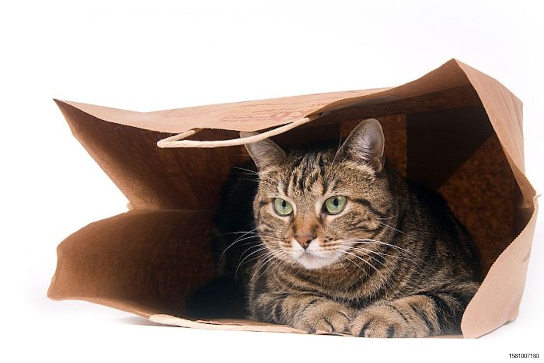 cat-in-paper-bag-grocery-FDM-mass-market.jpg