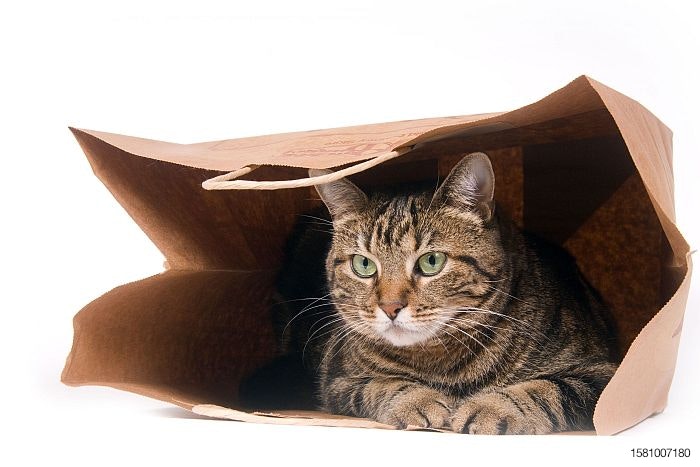 cat-in-paper-bag-grocery-FDM-mass-market.jpg