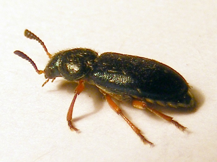 pet-food-pest-red-legged-ham-beetle