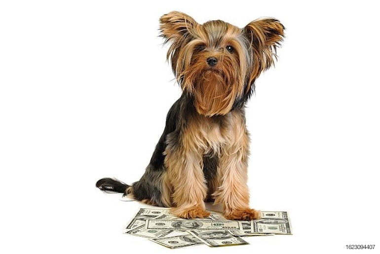 yorkshire-terrier-money-UK-market-business.jpg