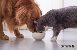 Dog-cat-eating