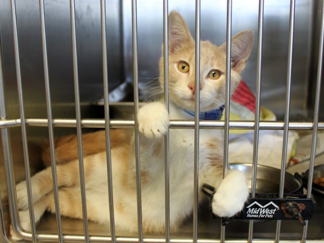 Orange cat in animal shelter cage
