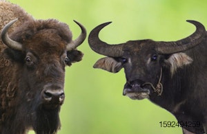 Bison-water-buffalo-comparison