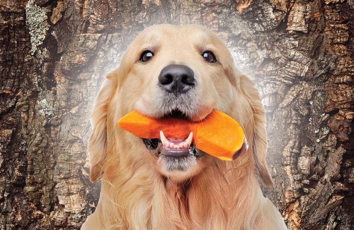 Dog with pumpkin