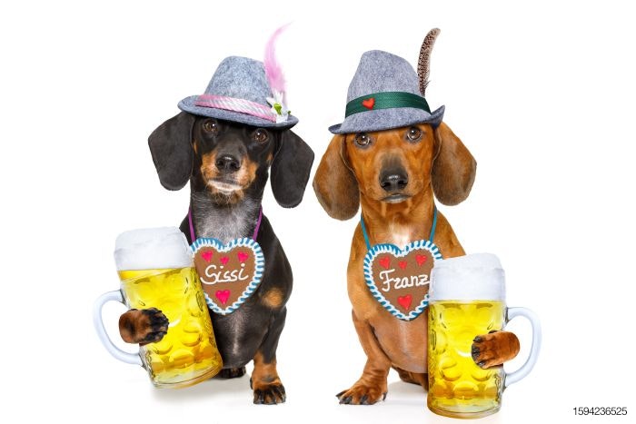 German-Bavarian-Beer-Dachshund-dog-Octoberfest.jpg