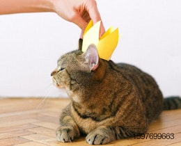 cat with crown