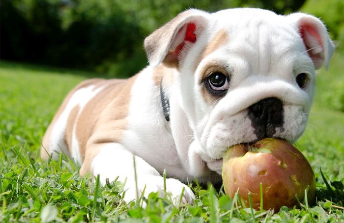 4 fruits in pet foods: apples, avocado, berries