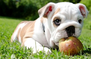 Dog-with-apple