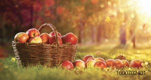apples-basket-orchard