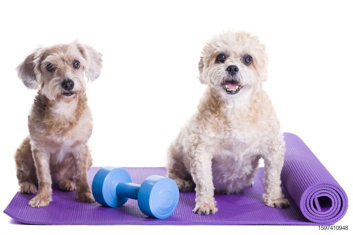 dog-fitness-exercise-yoga.jpg
