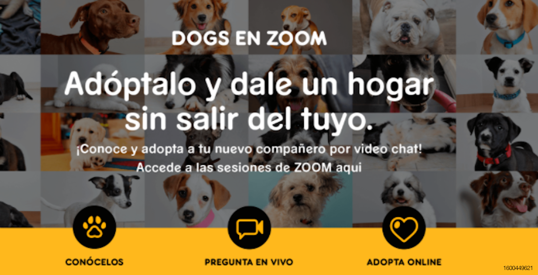 Dogs en Zoom Pedigree