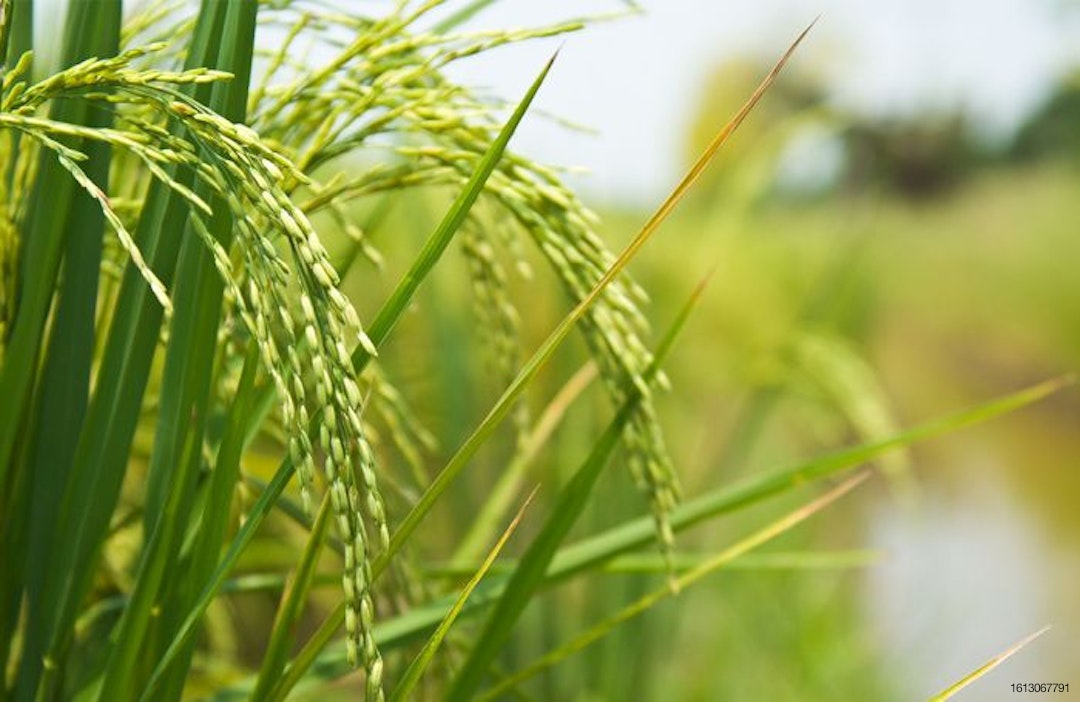 beneo-rice-plant