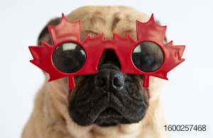 pug-with-canada-glasses