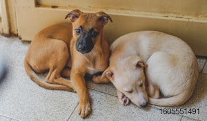 two puppies on a tile floor by a door