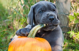 Dog-eating-pumpkin