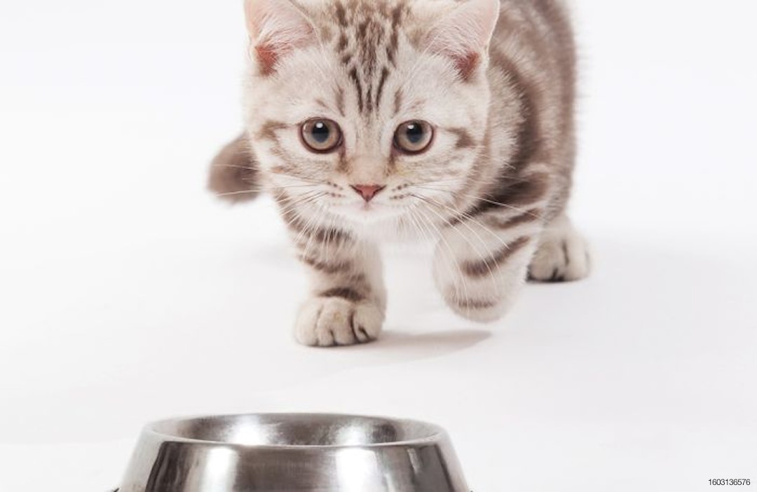 cat-rushing-pet-bowl