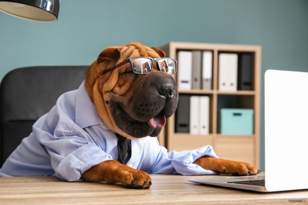 wrinkled-dog-business-computer-desk-shar-pei.jpg