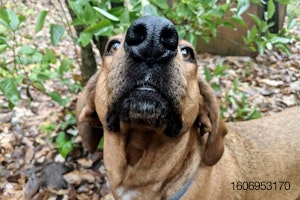 brown dog nose close muzzle extreme